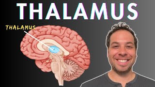 What is the Thalamus  Sensory Processing Consciousness Attention [upl. by Beeck]