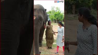 பராமரிப்பாளரை கொஞ்சும் யானை elephant vandalur vandalurzoo ibctamil [upl. by Cristi]