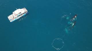 Humpback Whales Geographe Bay 2023 Courtesy Addison Ong [upl. by Essex]