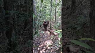 Mengukuti jejak Orangutan 🦧  sopy zayus shorts [upl. by Aterg]