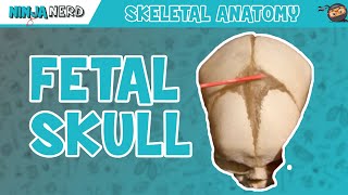 Fetal Skull Fontanelles Anatomy [upl. by Strepphon383]