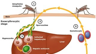 Malaria Life cycle Animation Mosquito Host [upl. by Adnawyt]