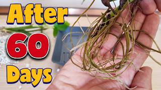 Plant propagation by cuttings in WATER vs PERLITE [upl. by Eatnhoj]