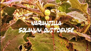 Naranjilla Solanum quitoense Episode 24 Inca Oranges [upl. by Cacilia126]