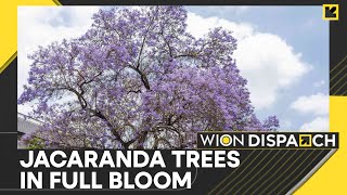 South Africa Streets Full With Jacaranda Flowers  World News  English News  WION [upl. by Adyela]