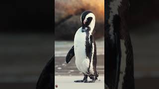 los pinguinos pingüinos cute datoscuriosos sabiasque pingüino animals [upl. by Eatnahc]