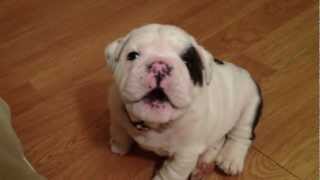 Bentley the Bulldog Puppy is fussy [upl. by Lamarre413]