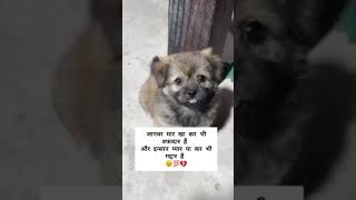 bejuban voiceless doglover love loveforvoiceless love cute helpvoiceless baby pets sad [upl. by Pandich152]