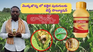 LARVEX  pest control in MAIZE  Khethari [upl. by Anujra307]