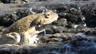 Toads of Arizona [upl. by Neffets]