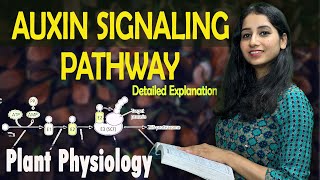 AUXIN SIGNALING PATHWAY II PLANT HORMONE II Plant Physiology I Detailed Explanation with PYQ [upl. by Eelek]