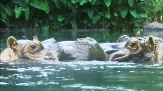 Zambezi River Hippo Camp Is Open [upl. by Legnaros273]