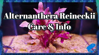 Alternanthera Reineckii Care amp Info Guide [upl. by Arondel]