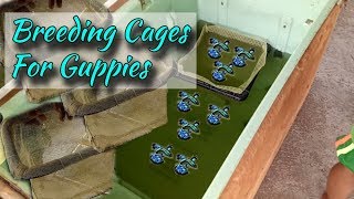 Types of Breeding cages for guppies  Guppy breeding techniques  Guppy farming [upl. by Euqenimod]