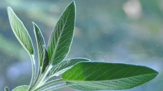 Harvesting And Drying Sage  Gardening by DKS [upl. by Iredale]