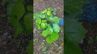 After 4 months of protection pongamia pinnata alovera neem plants [upl. by Annovy64]