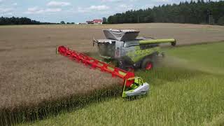 Raps Ernte 2024 Claas Lexion 8800 TT mit 1380 m vario [upl. by Nitsud174]