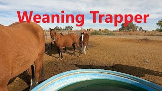 Weaning Trapper John [upl. by Leidag]