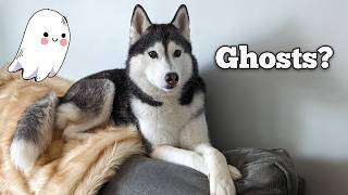 Is My Dog Seeing Ghosts [upl. by Bonita]