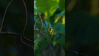 Blue tailed Bee eater  Trảu đuôi xanh wildlife nature birds birdslover animals birdsounds [upl. by Nallad58]