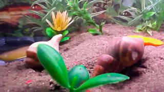 ✔ Hábitat de cangrejos ermitaños Cuidados básicos Paguroidea 🐚 Hermit crab habitat  Basic care [upl. by Hannon383]