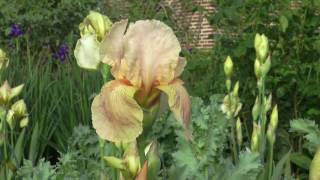 The Irises of Sissinghurst Castle Garden [upl. by Cicily]