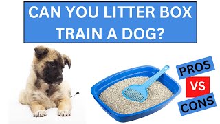 Can You Litter Box Train A Dog 14 Pros And Cons Of Litter Box Training A Dog [upl. by Wadsworth]