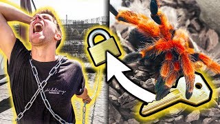 MITBEWOHNER ANGEKETTET Spinne bewacht den Schlüssel🕷😱 [upl. by Ahseek]