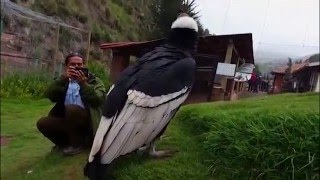 Peru Kondor Andean Condor  Cuzco Dec 2014 [upl. by Lindgren]