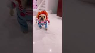 Cute Dogs 😎Funny Dogs😂 Smart Dogs😍  dogshort dogshorts funnydogs [upl. by Anitsuj]