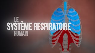 Comment fonctionne le système respiratoire humain  Animation [upl. by Nueovas]