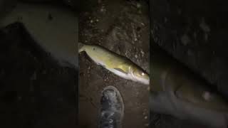 Little cold water channel catfish catfishing riverfishing fishing river outdoorslife [upl. by Orren]