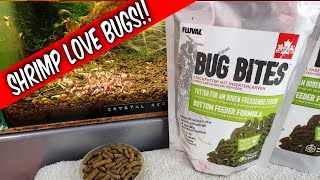 Fluval Bug Bites  Aquarium Shrimp Superfood or  Plus Giveaway🌿🦐 [upl. by Erreipnaej]