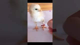 You Have Boy Friend🤣🐥 chick manicure backyardchickens shorts short [upl. by Aley856]