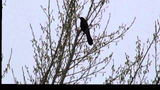 Common Grackle call [upl. by Norab678]