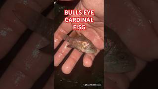 Bulls Eye Cardinal Fish  Explore  BycatchAndAdventures cardinalfish marinewildlife beach [upl. by Boyden]