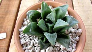 Haworthias Galore  My Haworthia Collection  Succulents [upl. by Naltiak]