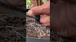 Creating Clump Style Bonsai Spruce Project Update 🌲 bonsai inspiration create [upl. by Eet]