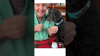 Natural Seizure Treatment For Dogs [upl. by Anirpas605]