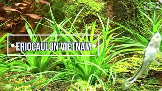 Eriocaulon vietnam cuidados [upl. by Stutzman920]