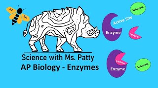 Enzymes  AP Biology Unit 3 [upl. by Gnouhk949]