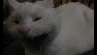 White cat yawns With spittle ASMR [upl. by Ididn]