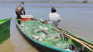 Pescas de bagres 051124 Projeto do Automonitoramento Imbé RS catfish pesca bagre fish [upl. by Anerec]