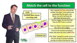 Specialised Cells  Biology  Key Stage 3  Mr Deeping [upl. by Ettennig]