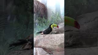 Keel Billed Toucan Takes a Bath birds animals [upl. by Sivrahc]