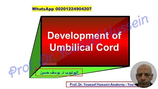 6 Folding of the embryo  Umbilical cord [upl. by Win164]