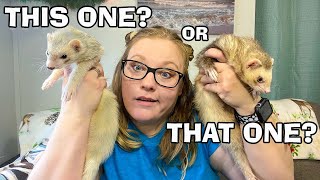 What is the Best Colored Ferret to Buy [upl. by Ariada]