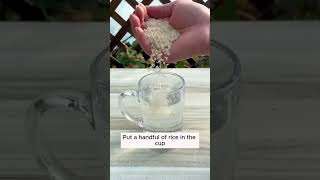 Plant care tip  Home remedies for plant growth  Plant Care routine gardening plantcare trending [upl. by Yrad]