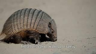 Armadillo The Armor Clad Mammal [upl. by Nayhr]