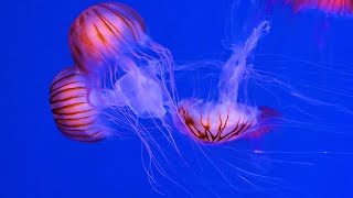 Acquario di Genova 4k  Il Pianeta blu [upl. by Terle514]